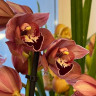 Орхидея Cymbidium