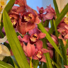 Орхидея Cymbidium (отцвел)