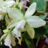 Орхидея Cattleya  (отцвела)