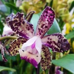 Орхидея Cattleya Green Emerald 'Stack' (отцвела)