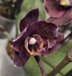 Орхидея Phalaenopsis Black 