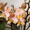Орхидея Phal. Perfumе Valkion, multiflora (отцвел)