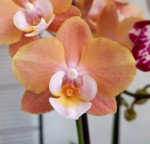 Орхидея Phalaenopsis Big Lip midi    