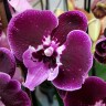 Орхидея Phalaenopsis Wine Velvet, Big Lip (отцвел)