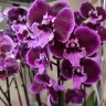 Орхидея Phalaenopsis Wine Velvet, Big Lip (отцвел)