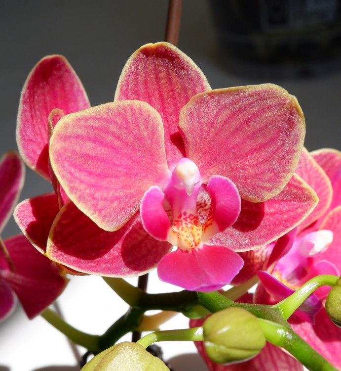 Орхидея Phalaenopsis, multiflora  (отцвел) 