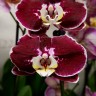 Орхидея Phalaenopsis Armion (отцвел)