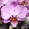 Орхидея Phalaenopsis multiflora  (отцвёл) 