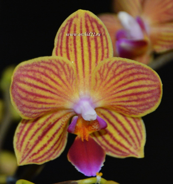 Орхидея Phalaenopsis Golden Staff, multiflora