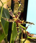 Орхидея Brassia hybrid