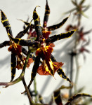 Орхидея Brassia hybrid
