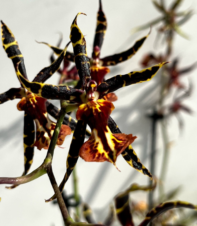 Орхидея Brassia hybrid