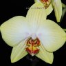 Орхидея Phalaenopsis Sun Passat