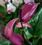 Anthurium Zizou  
