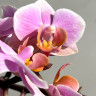 Орхидея Phalaenopsis Brother Little Amaglad, mini 