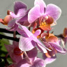 Орхидея Phalaenopsis Brother Little Amaglad, mini 