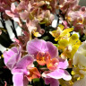 Орхидея Phalaenopsis Brother Little Amaglad, mini 