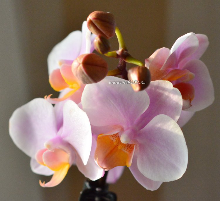 Орхидея Phalaenopsis Brother Little Amaglad, mini (отцвел)