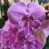 Орхидея Phalaenopsis Manta Romblon, Big Lip 