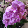 Орхидея Phalaenopsis Manta Romblon, Big Lip 