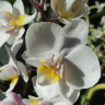 Орхидея Phalaenopsis Pink Fragrance, multiflora 
