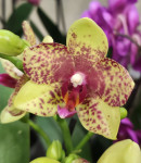 Орхидея Phalaenopsis Grosseto, multiflora (отцвел)
