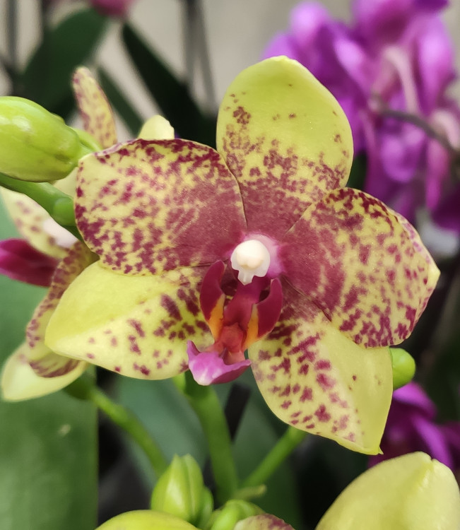 Орхидея Phalaenopsis Grosseto, multiflora (отцвел)