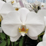 Орхидея Phalaenopsis Sogo Yukidian (цветет, РЕАНИМАШКА) 