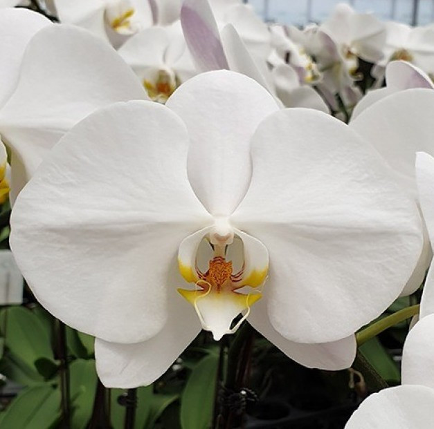 Орхидея Phalaenopsis Sogo Yukidian (цветет, РЕАНИМАШКА) 