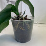 Орхидея Phalaenopsis Sogo Yukidian (отцвел, РЕАНИМАШКА) 
