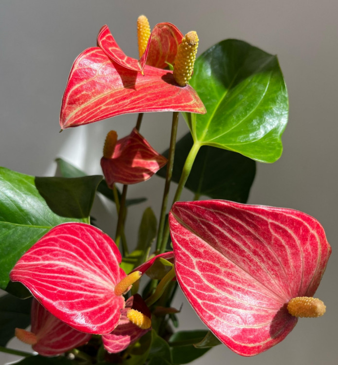 Anthurium Livium Red Micro (отцвел)