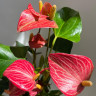 Anthurium Livium Red Micro (отцвел)
