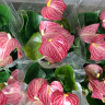 Anthurium Livium Red Micro (отцвел)