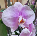 Орхидея Phalaenopsis Pink Lady 