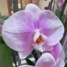 Орхидея Phalaenopsis Pink Lady 