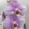 Орхидея Phalaenopsis Pink Lady 