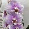 Орхидея Phalaenopsis Pink Lady 
