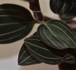 Орхидея Ludisia Discolor (деленка, без цветов) 