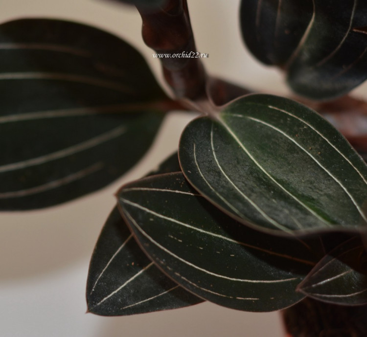 Орхидея Ludisia Discolor (деленка, без цветов) 