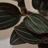 Орхидея Ludisia Discolor (деленка, без цветов) 
