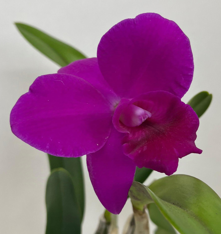 Орхидея Cattleya hybrid 