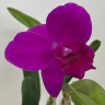 Орхидея Cattleya hybrid 