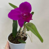 Орхидея Cattleya hybrid 