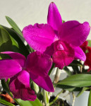 Орхидея Cattleya hybrid 