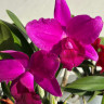 Орхидея Cattleya hybrid 
