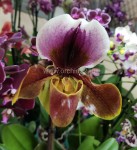 Орхидея Paphiopedilum hybrid (отцвел)