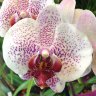 Орхидея Phalaenopsis