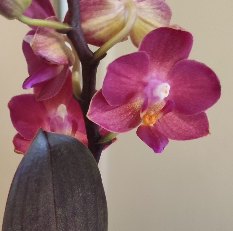 Орхидея Phalaenopsis Lianher Happy Star, mini (отцвёл)