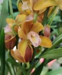 Орхидея Cymbidium midi (отцвёл)
