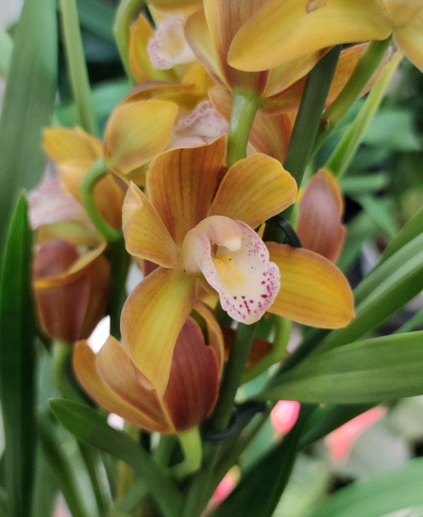 Орхидея Cymbidium midi (отцвёл)